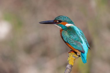 Kuru dalda avını gözetleyen renkli bir kuş, Ortak Kingfisher, Alcedo