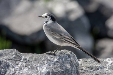 Küçük kuş taşın etrafında, Beyaz Wagtail, Motacilla alba