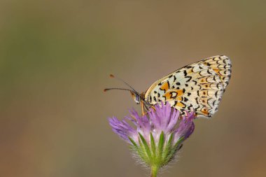 Melitaea arduinna, püsküllü mor çiçekli bir kelebek.