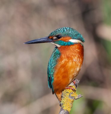 colorful bird spying on its prey on dry branch,Common Kingfisher, Alcedo atthis