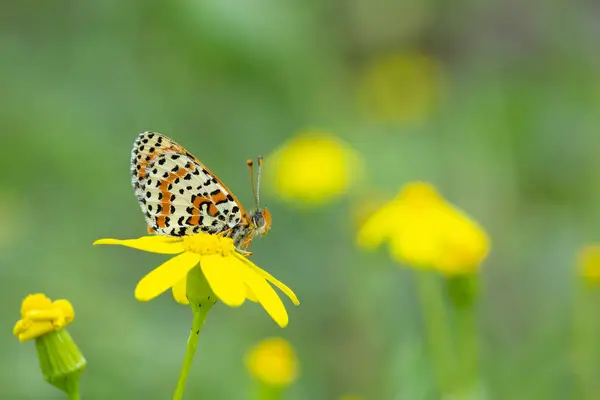 Nahaufnahme Des Schmetterlings Melitaea Didyma Auf Blume Mit Grünem Hintergrund — Stockfoto
