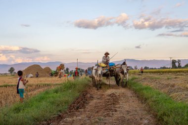 Mingun, Myanmar, 17 Kasım 2016: Organik tarımın uygulandığı ve toprağın öküzlerle sürüldüğü ülke,