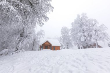 Karlı ağaçlar ve kış manzarası