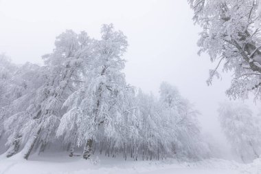 Karlı ağaçlar ve kış manzarası