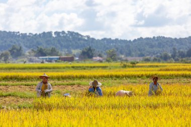Mandalay, Myanmar, Kasım 18, 2016: Tarlada pirinç hasatı yapan kadınlar