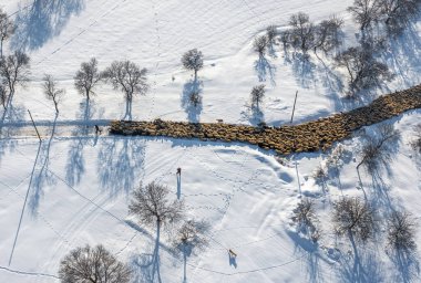 Karda otlamaya götürülen koyun sürüleri, Erzincan