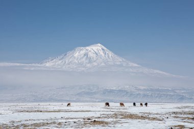 Hayvanlar ön planda otluyor ve Ararat 