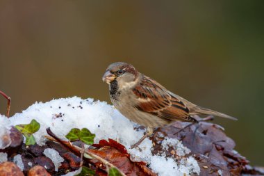 little bird in the forest, House Sparrow, Passer domesticus
