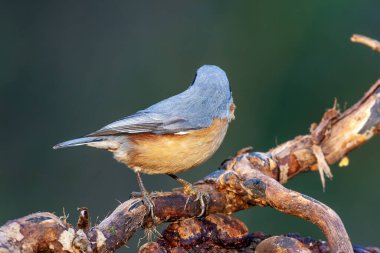Turuncu göğüslü güzel bir kuş, Avrasya Tımarhanesi, Sitta Avrupai, hindi
