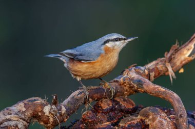 Turuncu göğüslü güzel bir kuş, Avrasya Tımarhanesi, Sitta Avrupai, hindi