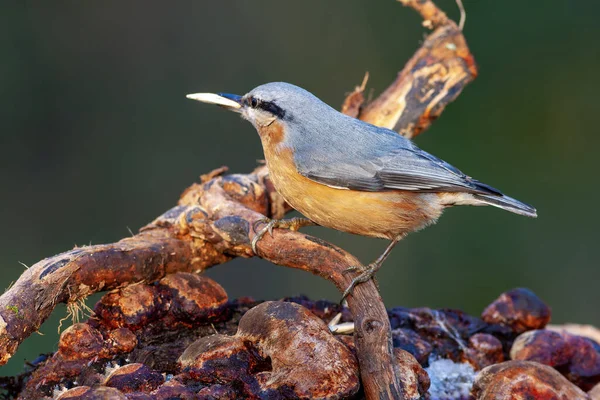 Turuncu göğüslü güzel bir kuş, Avrasya Tımarhanesi, Sitta Avrupai, hindi