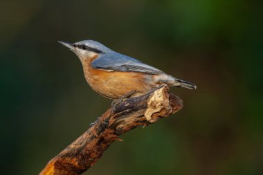 Turuncu göğüslü güzel bir kuş, Avrasya Tımarhanesi, Sitta Avrupai, hindi