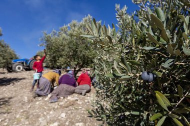 Zeytin hasadı masanın üzerinde zeytin yağı ve zeytin olarak servis edilmek üzere toplanır..