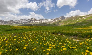 Berelan yaylası, karlı dağ manzarası ve çiçek açan yer, Hakkari, Türkiye