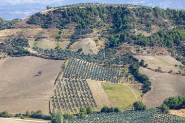 Zeytin hasadı masanın üzerinde zeytin yağı ve zeytin olarak servis edilmek üzere toplanır..