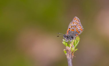 tiny dotted butterfly on a dry tree, Akbes hairstreak, Tomares nesimachus clipart