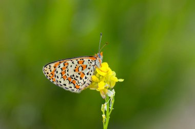 Güzel iparhan kelebeği; Melitaea ıvır zıvırı (Syriaca )