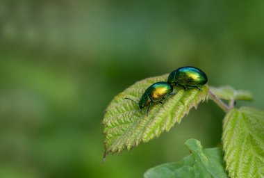 Chrysochus auratus, yaprak böceği alt familyası Eumolpinae 'nin bir üyesidir.