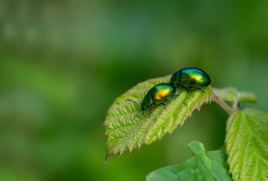 Chrysochus auratus, the dogbane beetle, is a member of the leaf beetle subfamily Eumolpinae With its characteristic metallic green body clipart