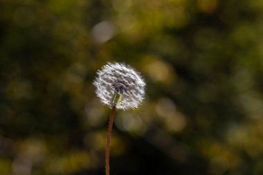 Karahindiba Bud 'ı kapadım. Yeşil çimenlikteki karahindiba beyaz çiçekleri. Yüksek kalite fotoğraf