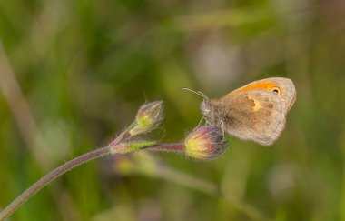 Çiçekteki küçük kelebek, Small Heath, Coenonympha pamphilus