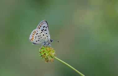 tiny white butterfly on green grass, Lycaena tityrus clipart