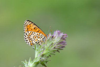 Güzel iparhan kelebeği; Melitaea ıvır zıvırı (Syriaca )