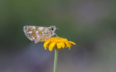 Yeşil arka planda küçük kahverengi kelebek, Ege kaptanı, Pyrgus melodisi