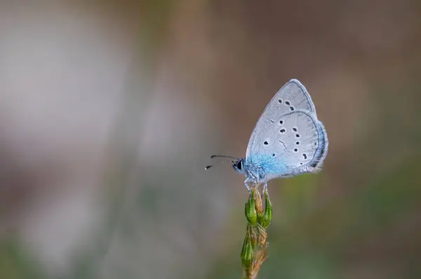Pequeña Mariposa Sobre Hierba Seca Azul Pequeño Cupido Minimus — Foto de Stock