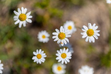 Çiçeklerin beyaz doğal arkaplanı. Beyaz papatyalar.