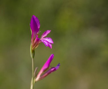 Yeşil zemin üzerinde Gladiolus çiçeğinin (Gladiolus italicus) detayları
