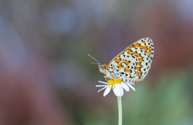 Güzel iparhan kelebeği; Melitaea ıvır zıvırı (Syriaca )