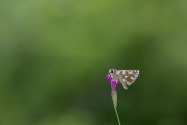 Yeşil arka planda küçük kahverengi kelebek, Ege kaptanı, Pyrgus melodisi