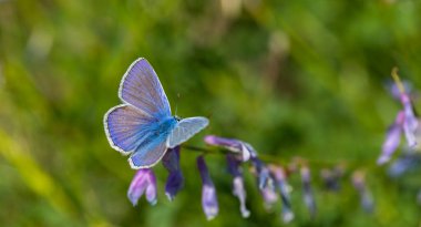 Mor çiçekte mavi kelebek, Amanda mavisi, Polyommatus amandus