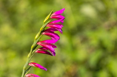 Yeşil zemin üzerinde Gladiolus çiçeğinin (Gladiolus italicus) detayları