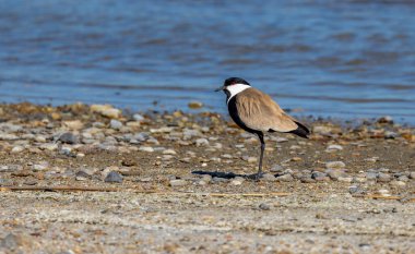 Large bird feeding in its natural environment, Vanellus spinosus,  Spur-winged lapwing clipart