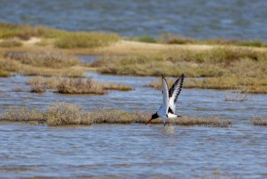 Doğal ortamında büyük su kuşu, Avrasya istiridye yakalayıcısı, Haematopus ostralegus