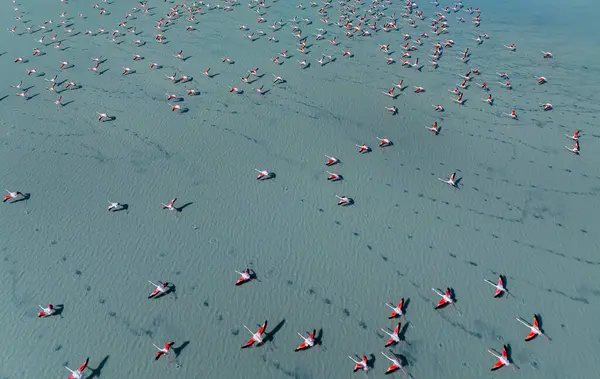 large waterfowl resting in the water, Greater Flamingo, Phoenicopterus roseus