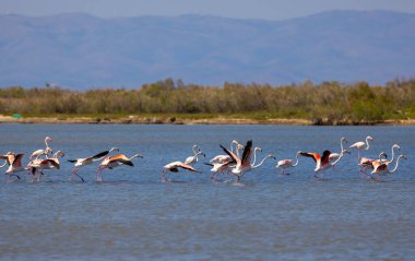 large waterfowl resting in the water, Greater Flamingo, Phoenicopterus roseus