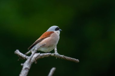 Kırmızı sırtlı erkek ördek. Lanius Collurio.