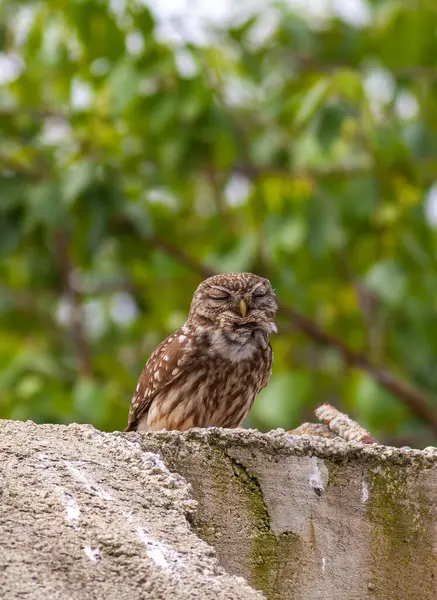 Baykuş doğal ortamında, Küçük Baykuş, Athene noctua