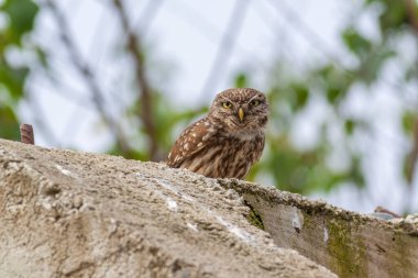 Baykuş doğal ortamında, Küçük Baykuş, Athene noctua