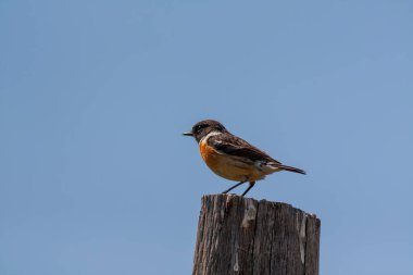 Avrupa Taşkakanı (Saxicola rubicola) güçlü arka plan bulanıklığına sahip bir dala tünemiştir