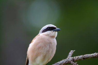 Kırmızı sırtlı erkek ördek. Lanius Collurio.