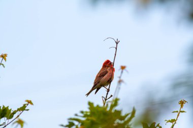 colorful and songful little bird,Common Rosefinch, Carpodacus erythrinus clipart