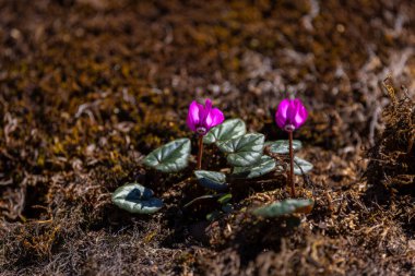 Cyclamen pseudibericum, Türkiye 'nin kuzeydoğusundaki Kakar Dağları' nda bulunan bir siklamen türüdür..