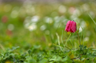 Konuğu boynunda kırmızı bir şakayık.