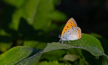 Sabah çiği yaprakları ve kırmızı kelebek doğal alanda, Büyük bakır, Lycaena dispar