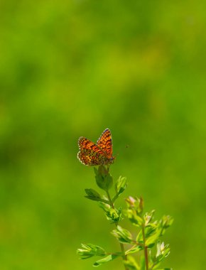 Kanat genişliği geniş bir kelebek, Melitaea phoebe