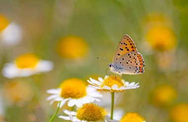 Kırmızı kanatlı küçük kelebek, Lycaena Alciphron